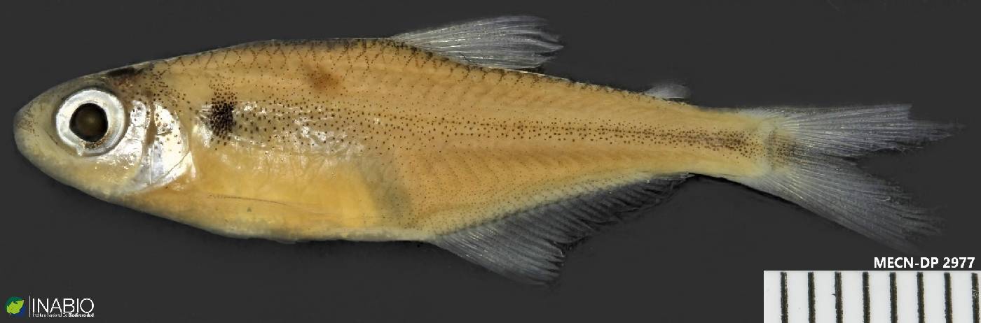 Characidae image