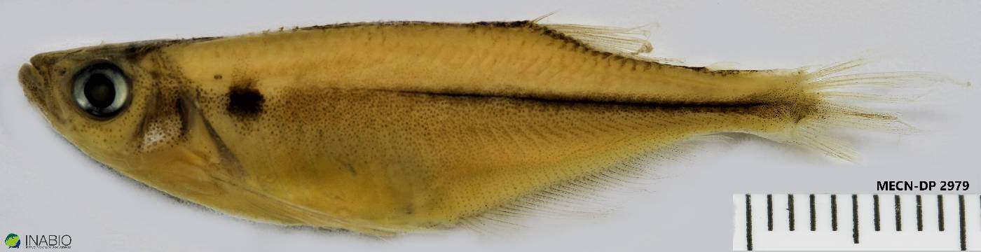 Chrysobrycon hesperus image