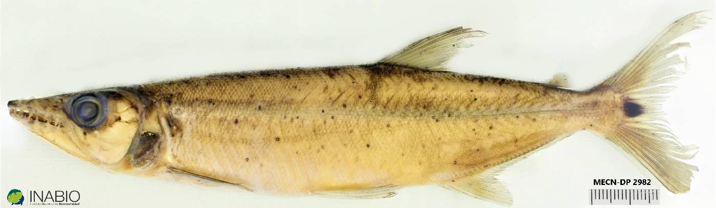 Acestrorhynchus lacustris image