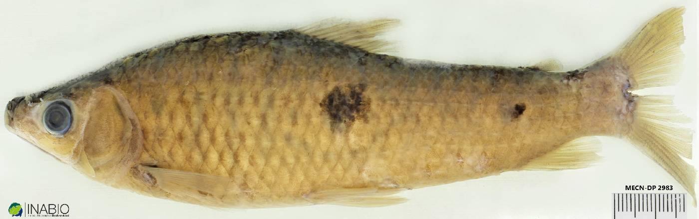 Pseudanos trimaculatus image