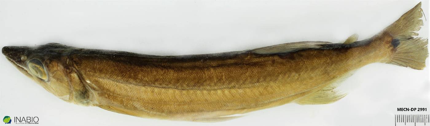 Acestrorhynchus microlepis image