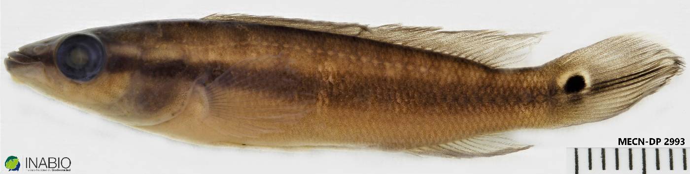 Crenicichla anthurus image