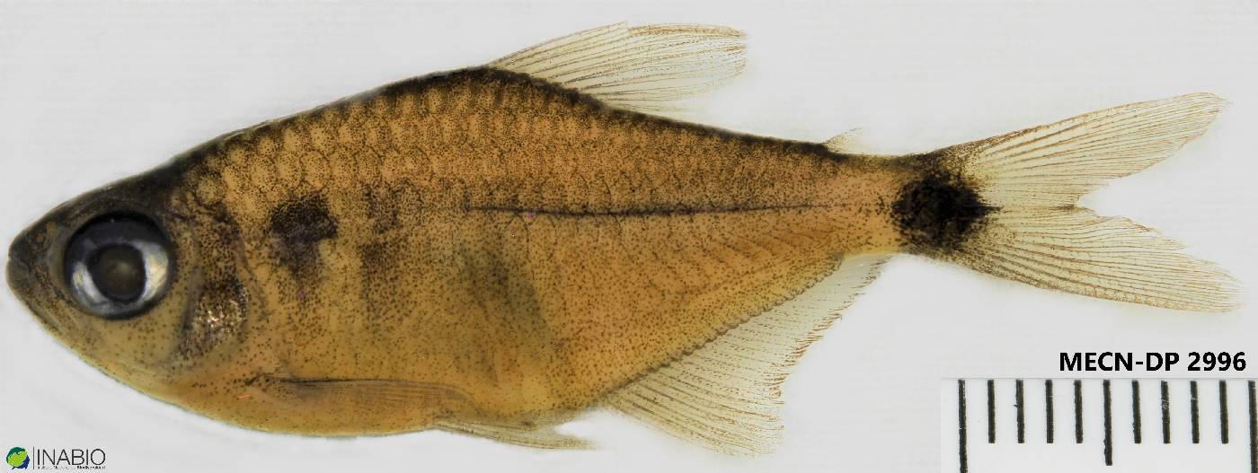 Hemigrammus ocellifer image