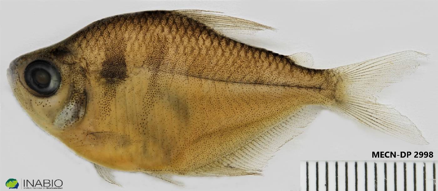 Gymnocorymbus thayeri image