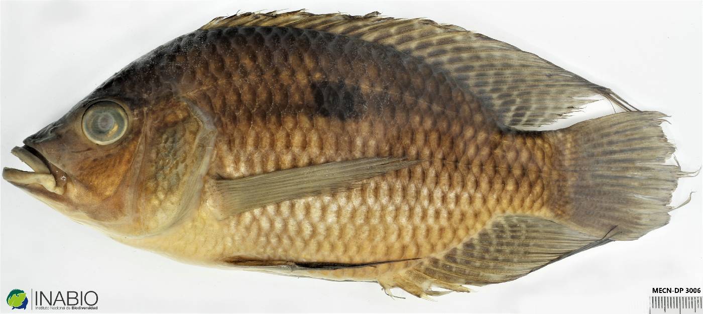 Chaetobranchus flavescens image