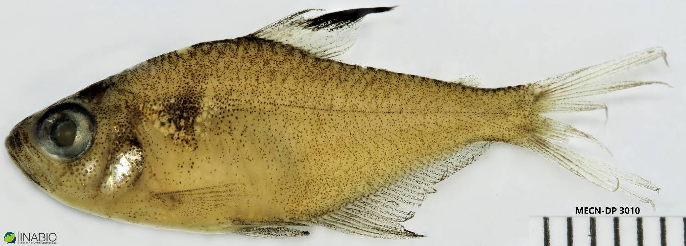 Hyphessobrycon copelandi image