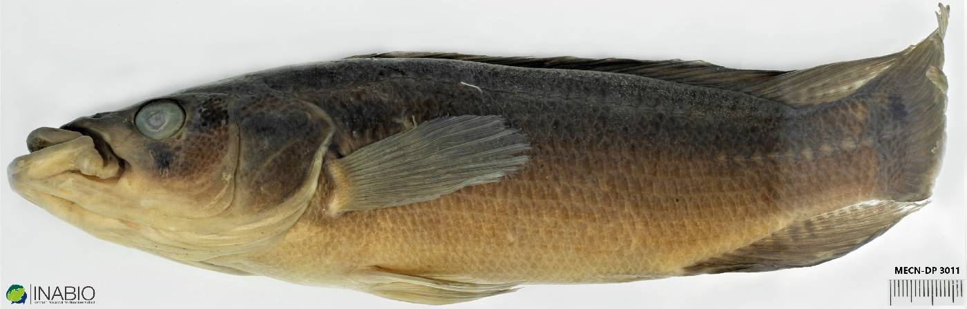 Cichlidae image