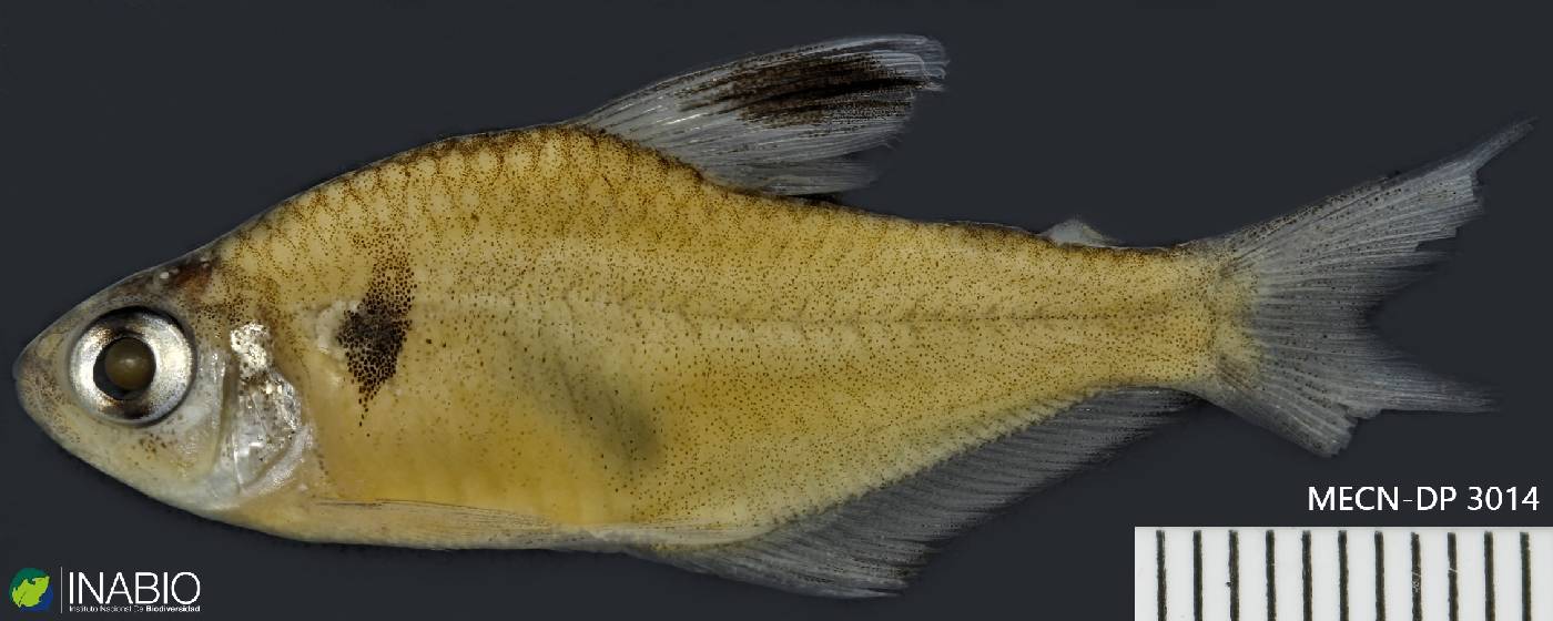 Hyphessobrycon bentosi image