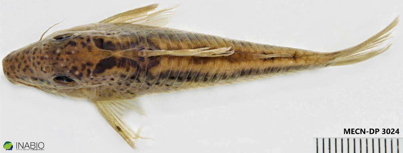 Corydoras stenocephalus image