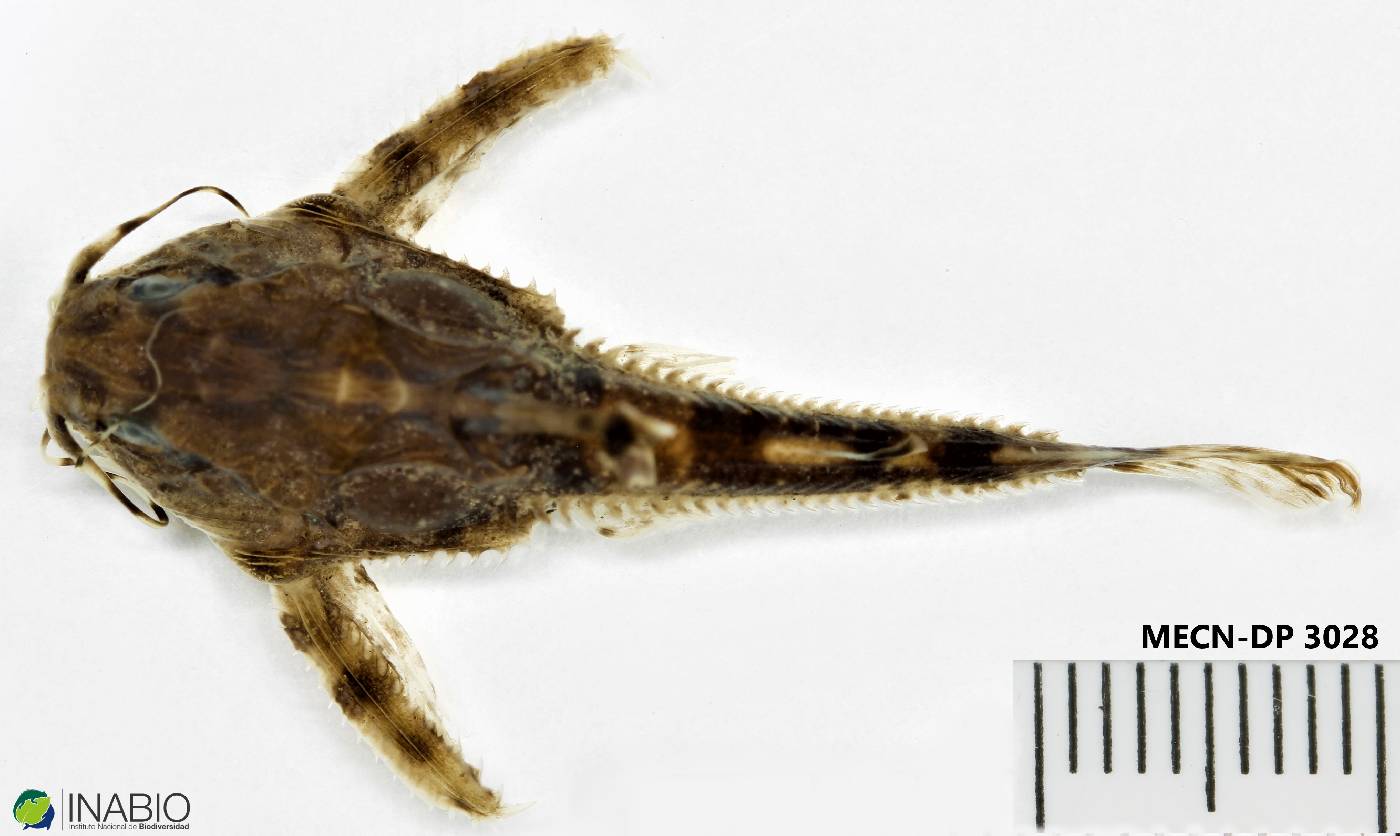 Platydoras hancockii image