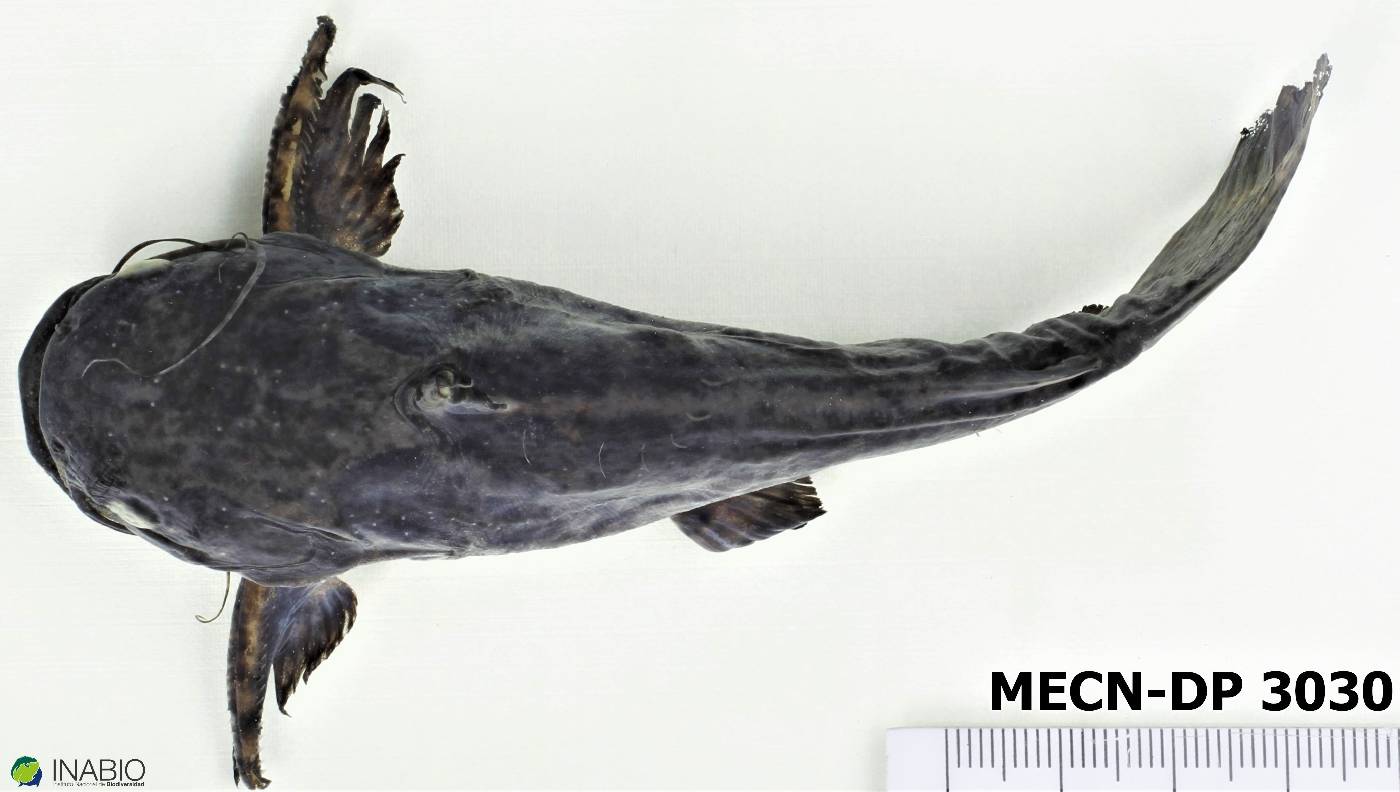 Trachelyopterus galeatus image