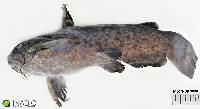 Trachelyopterus galeatus image