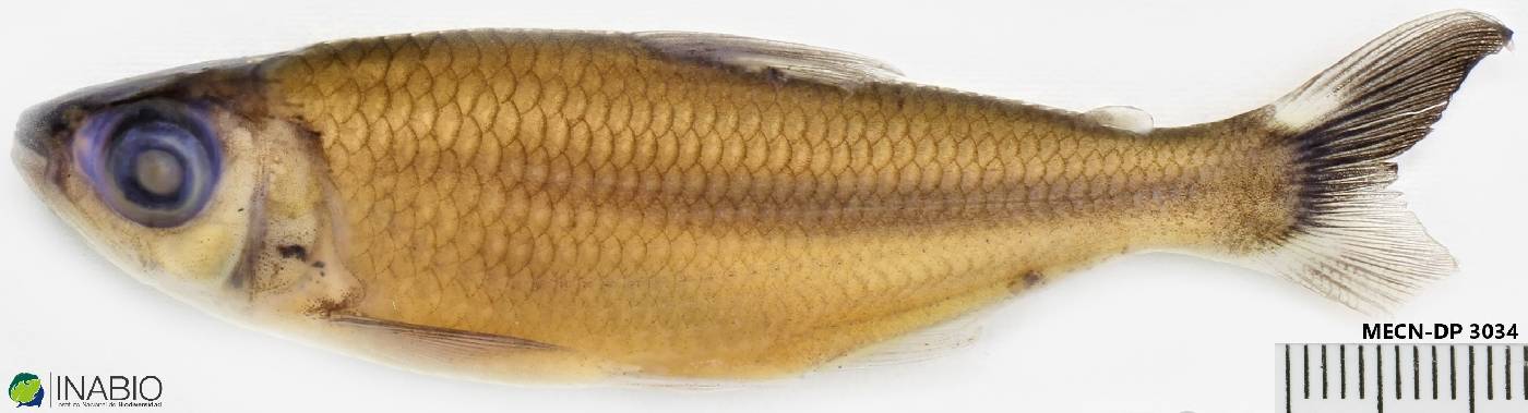 Bryconops caudomaculatus image