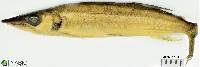 Acestrorhynchus microlepis image