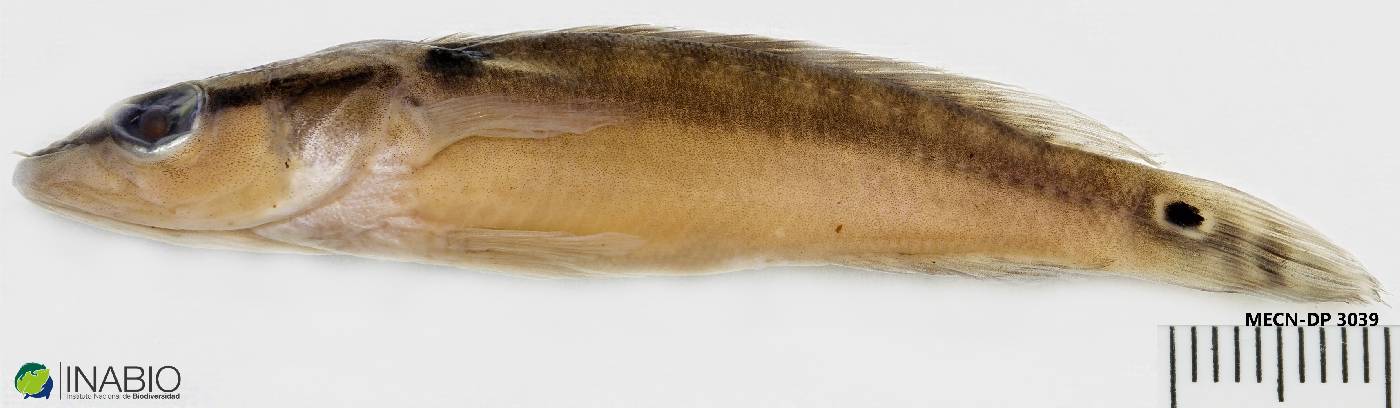 Crenicichla image
