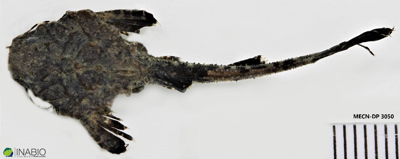 Bunocephalus verrucosus image