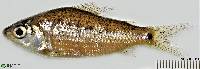 Curimatopsis macrolepis image