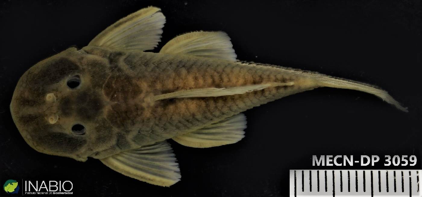 Chaetostoma image