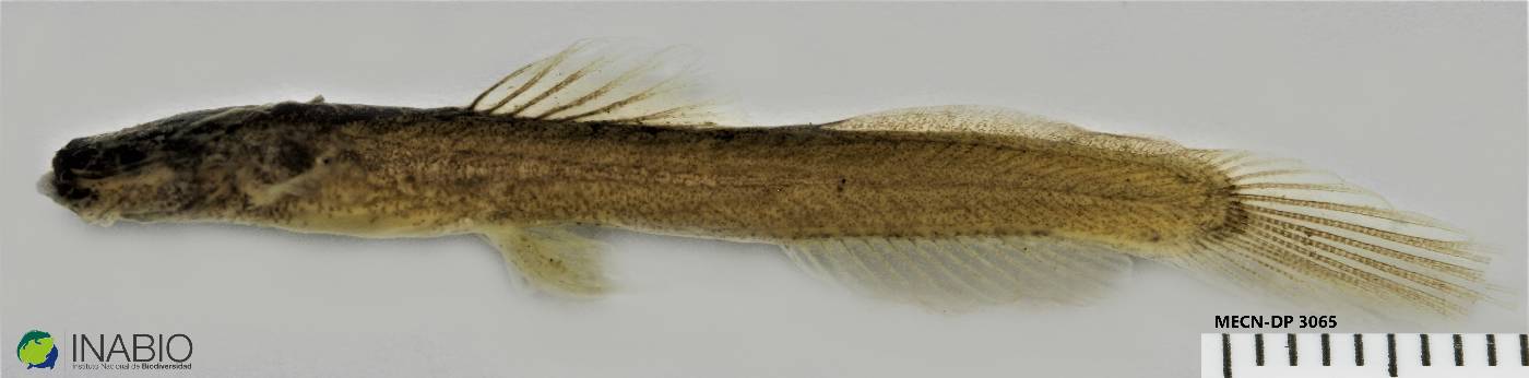 Heptapteridae image