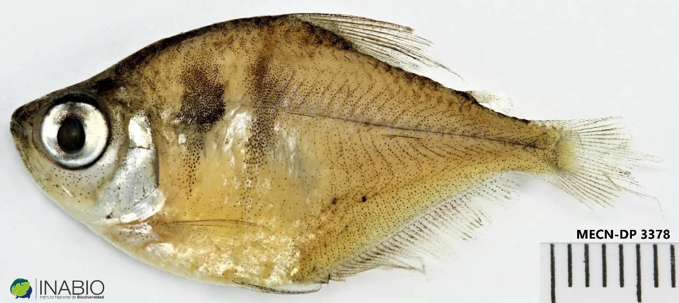 Gymnocorymbus thayeri image