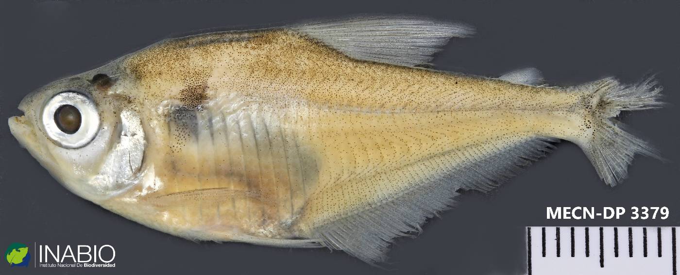 Poptella compressa image