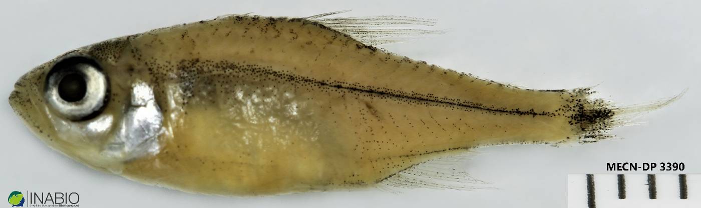 Characidae image