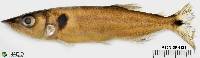 Acestrorhynchus microlepis image