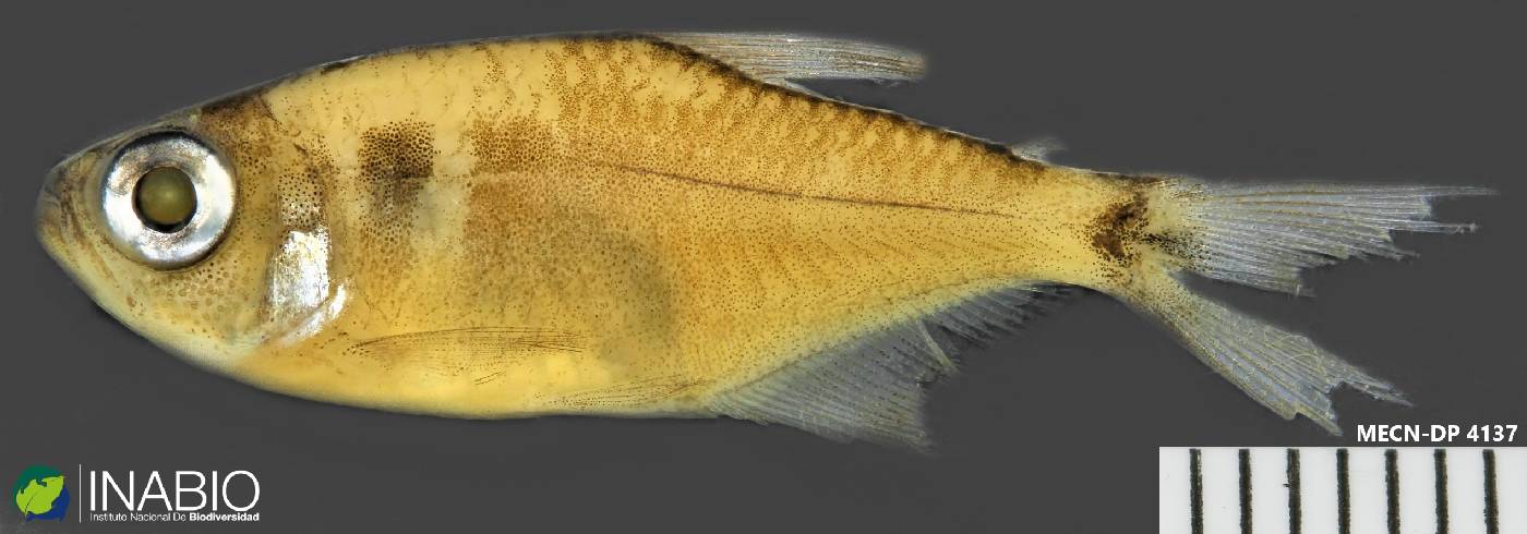 Characidae image