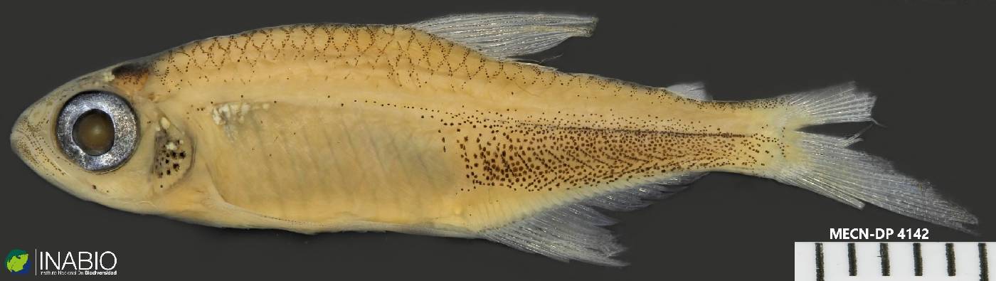 Characidae image