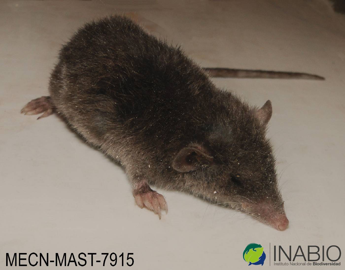 Caenolestes fuliginosus image