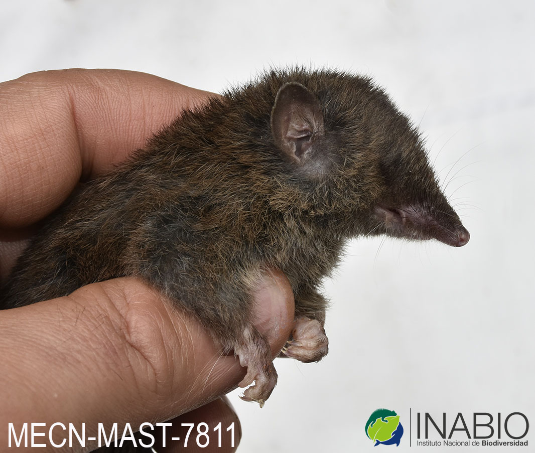 Caenolestes fuliginosus image