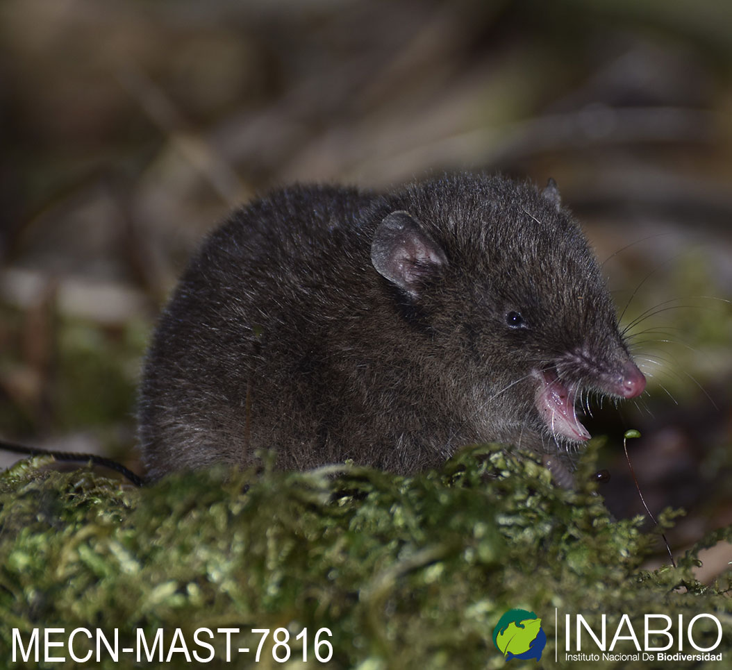 Caenolestes fuliginosus image