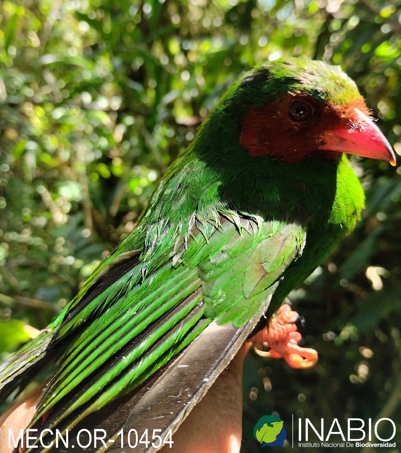 Chlorornis riefferii image