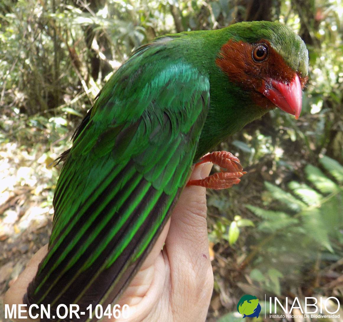 Chlorornis riefferii image