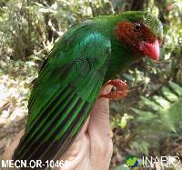 Chlorornis riefferii image