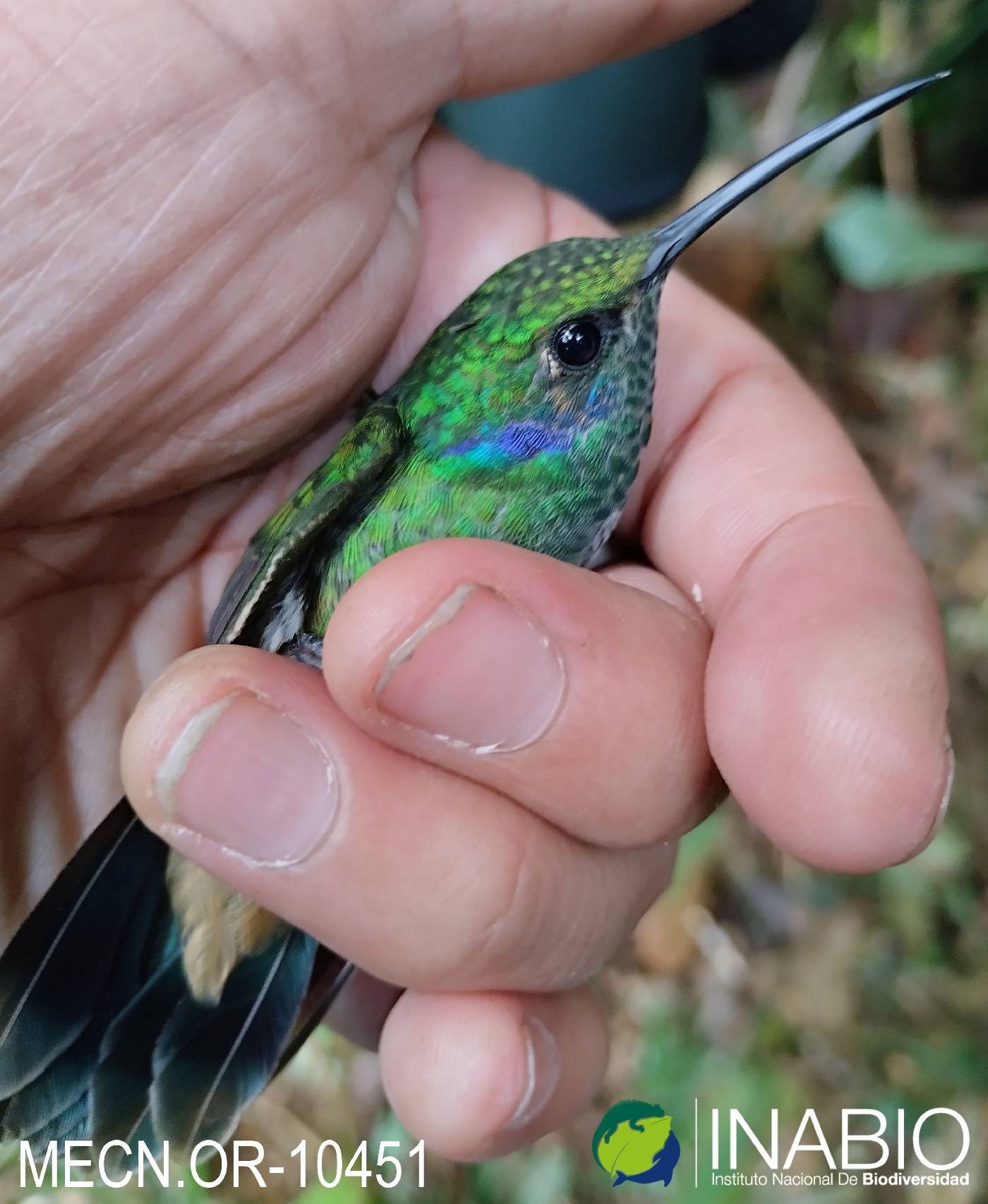 Colibri cyanotus image