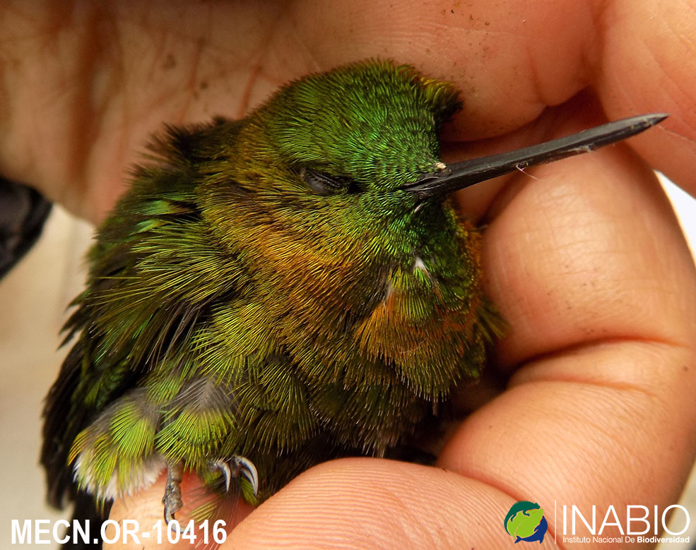 Eriocnemis mosquera image