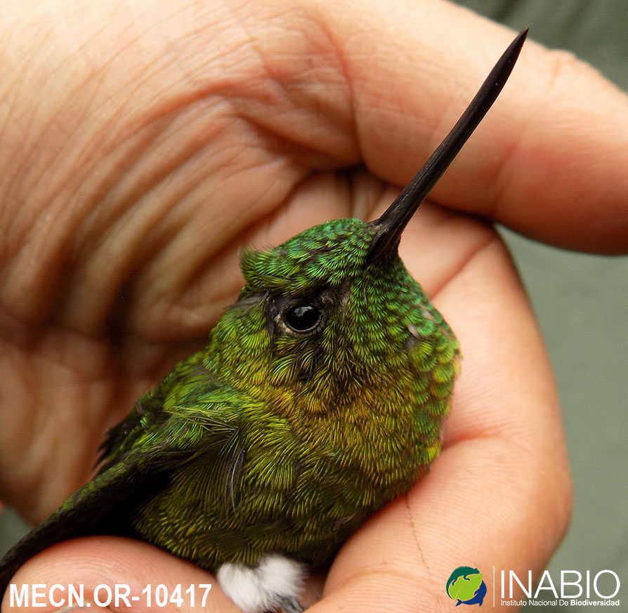 Eriocnemis mosquera image