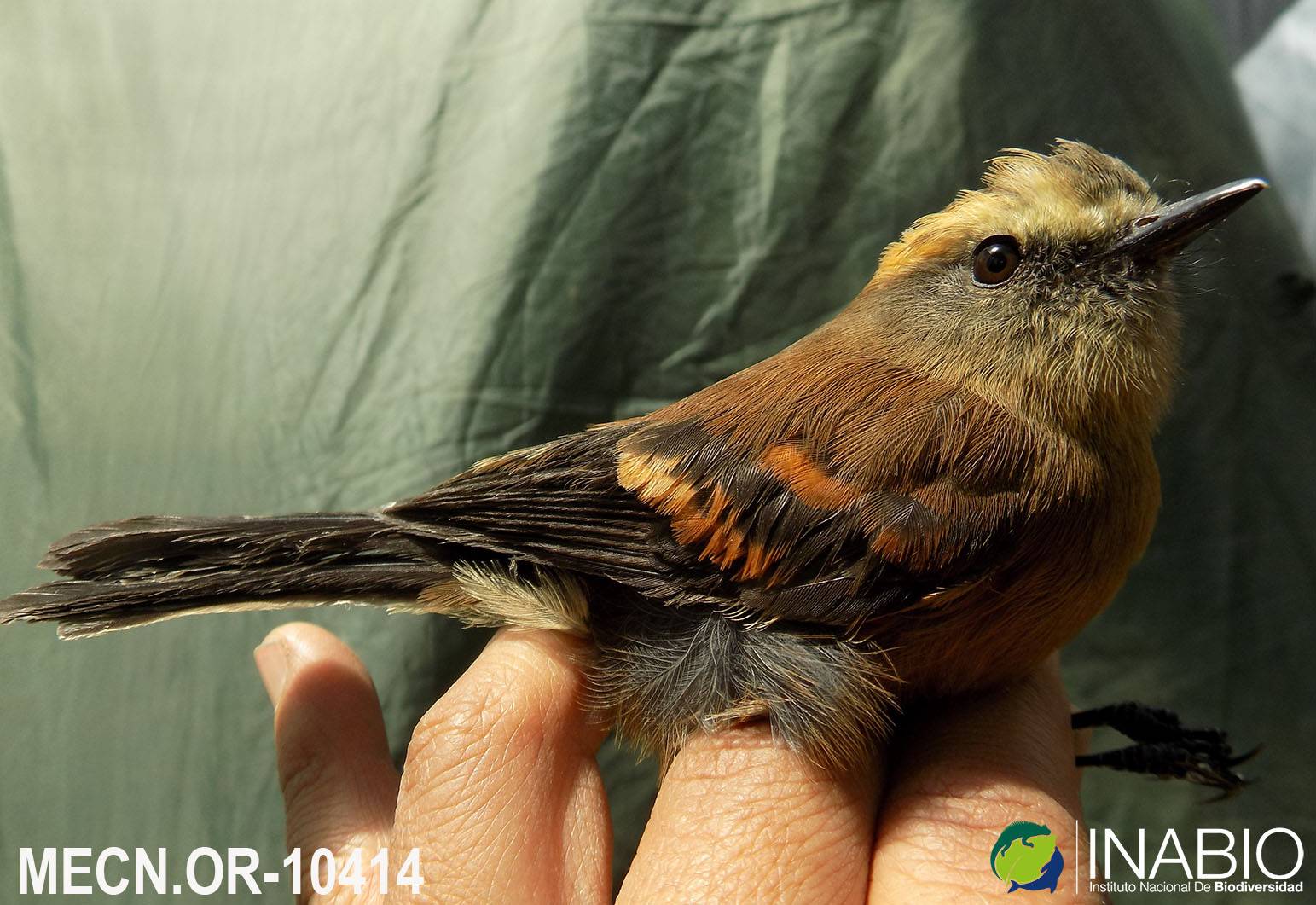 Mecocerculus leucophrys image