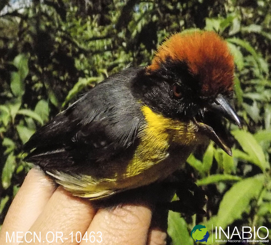 Atlapetes latinuchus image