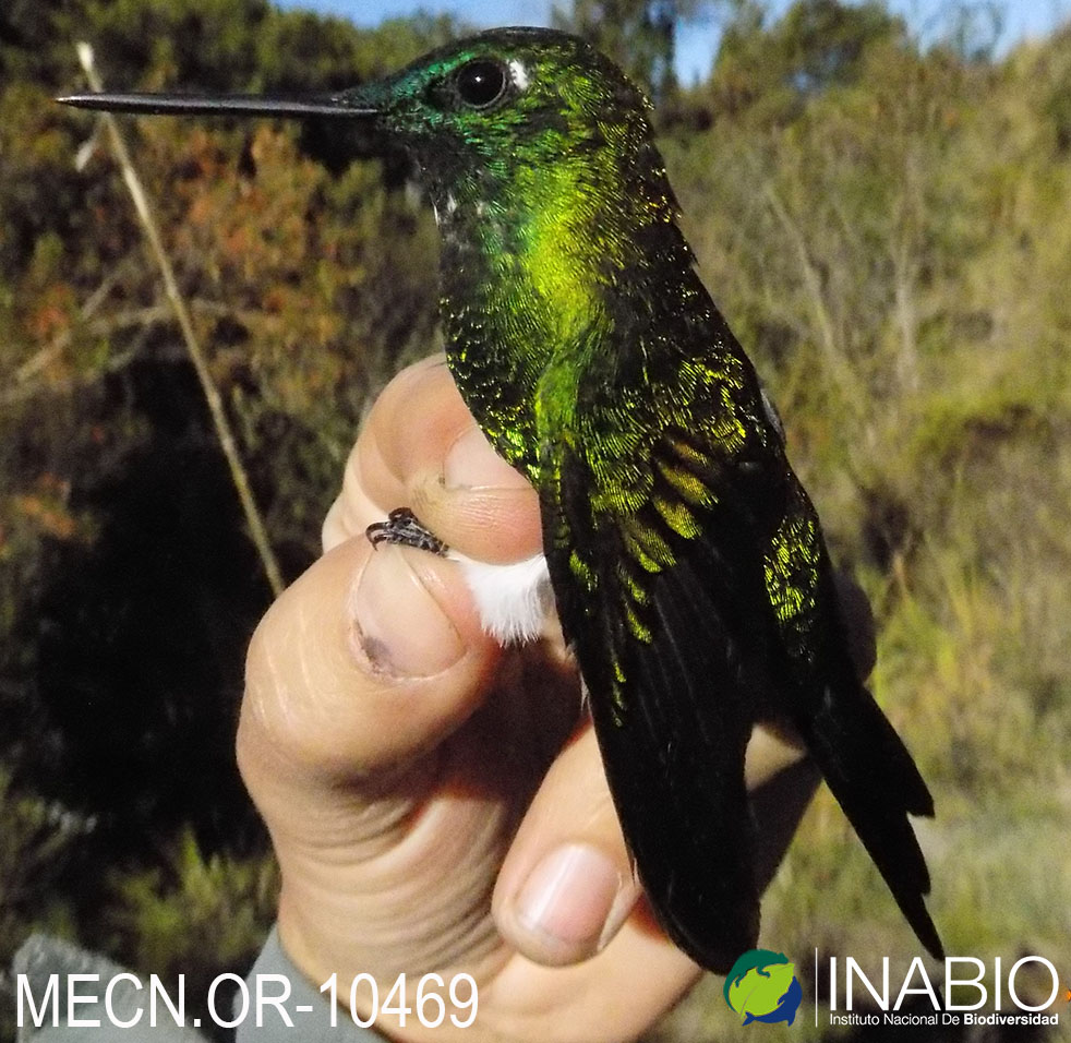 Eriocnemis luciani image