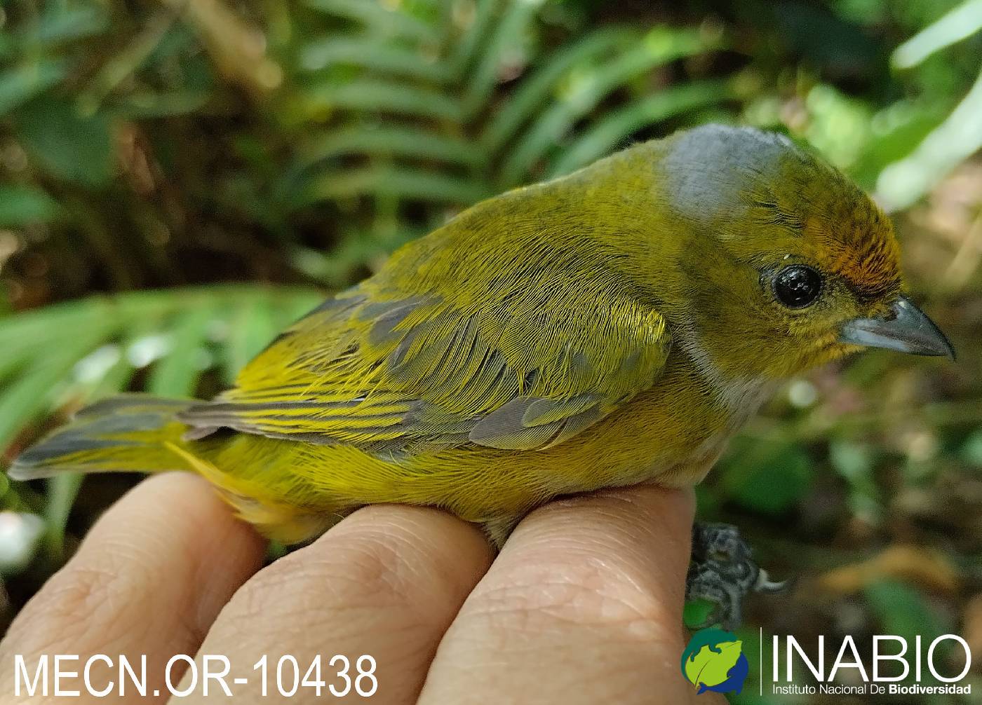 Euphonia xanthogaster image