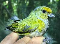 Euphonia xanthogaster image