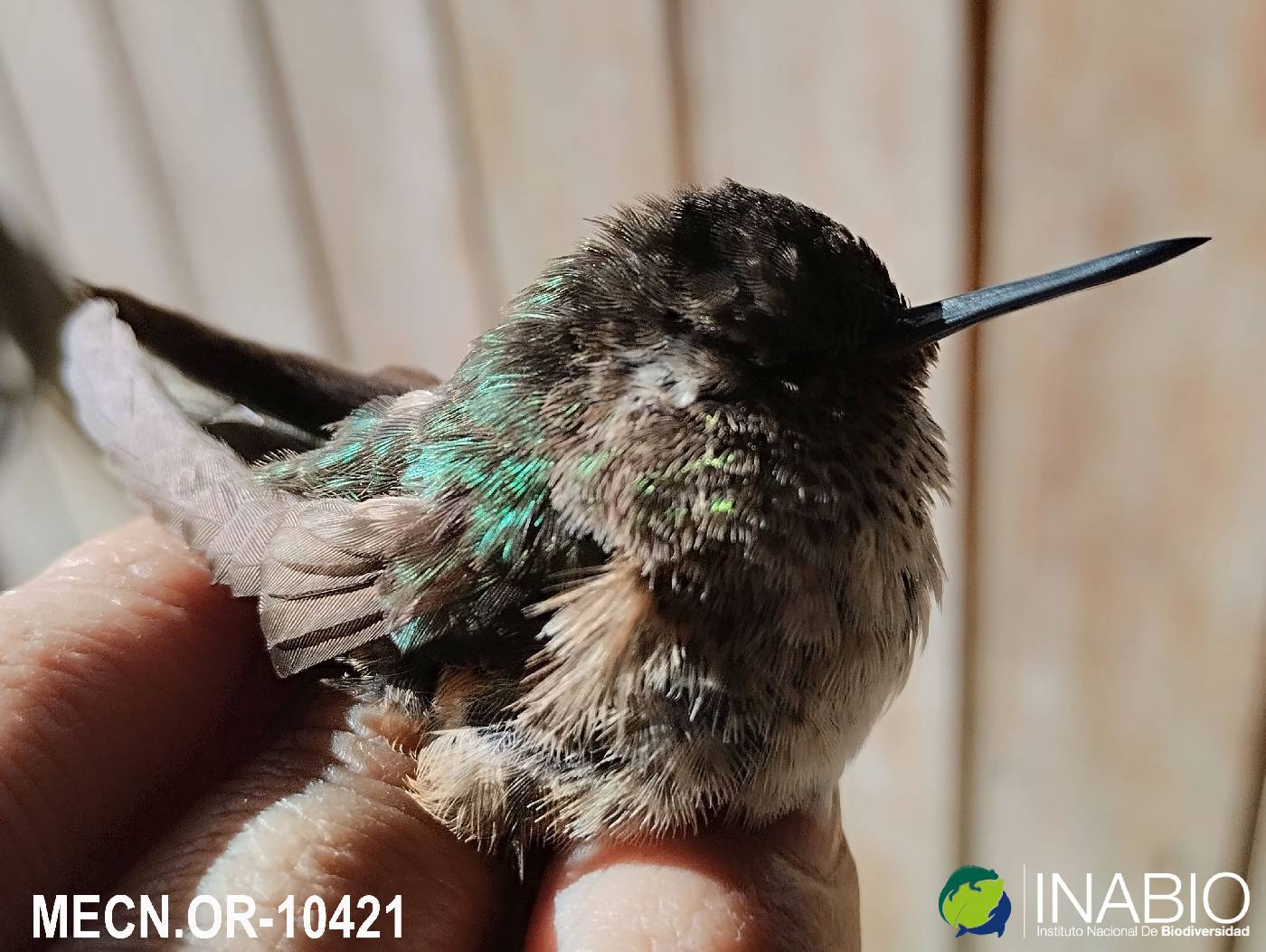 Adelomyia melanogenys image