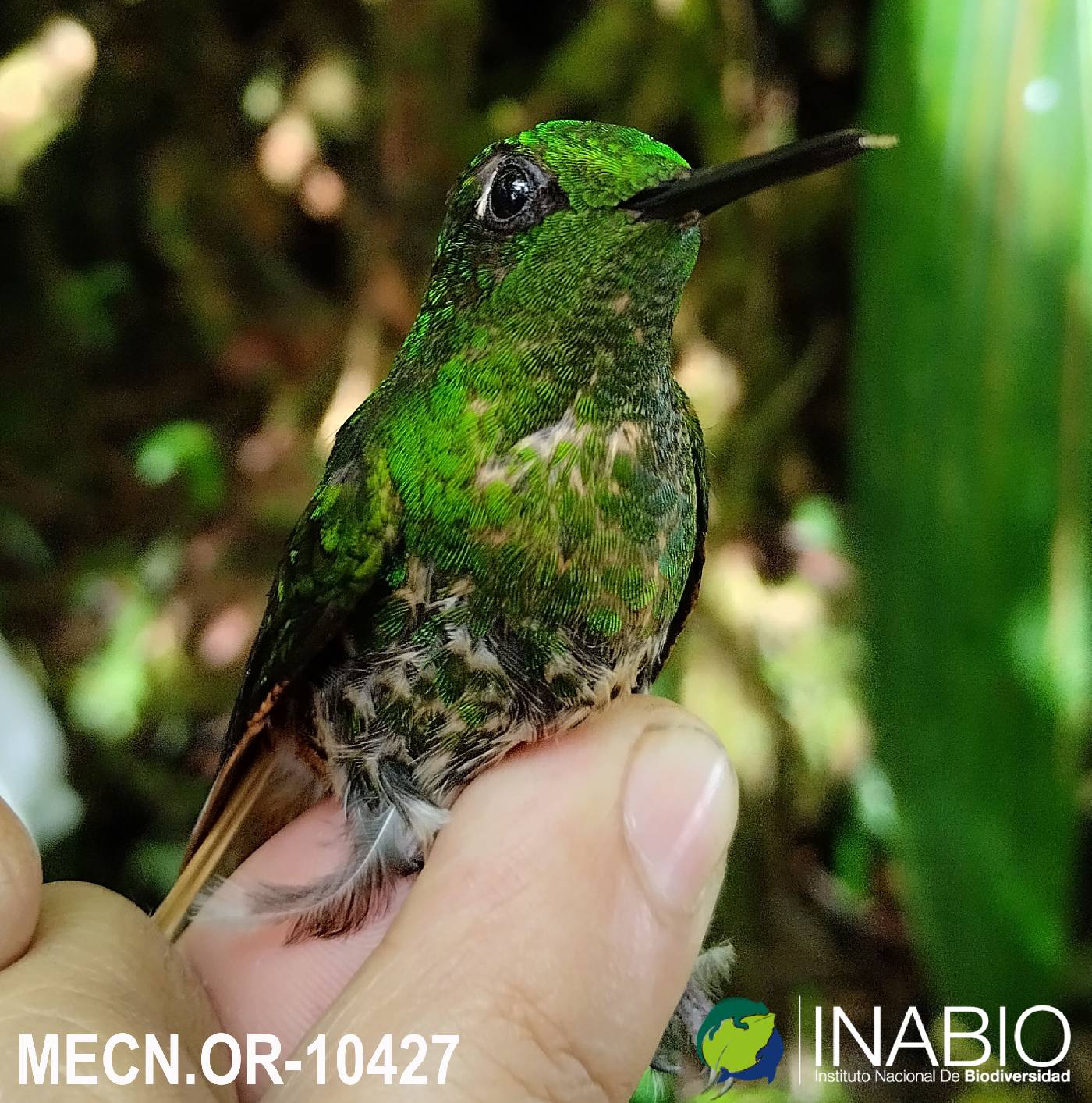 Boissonneaua flavescens image