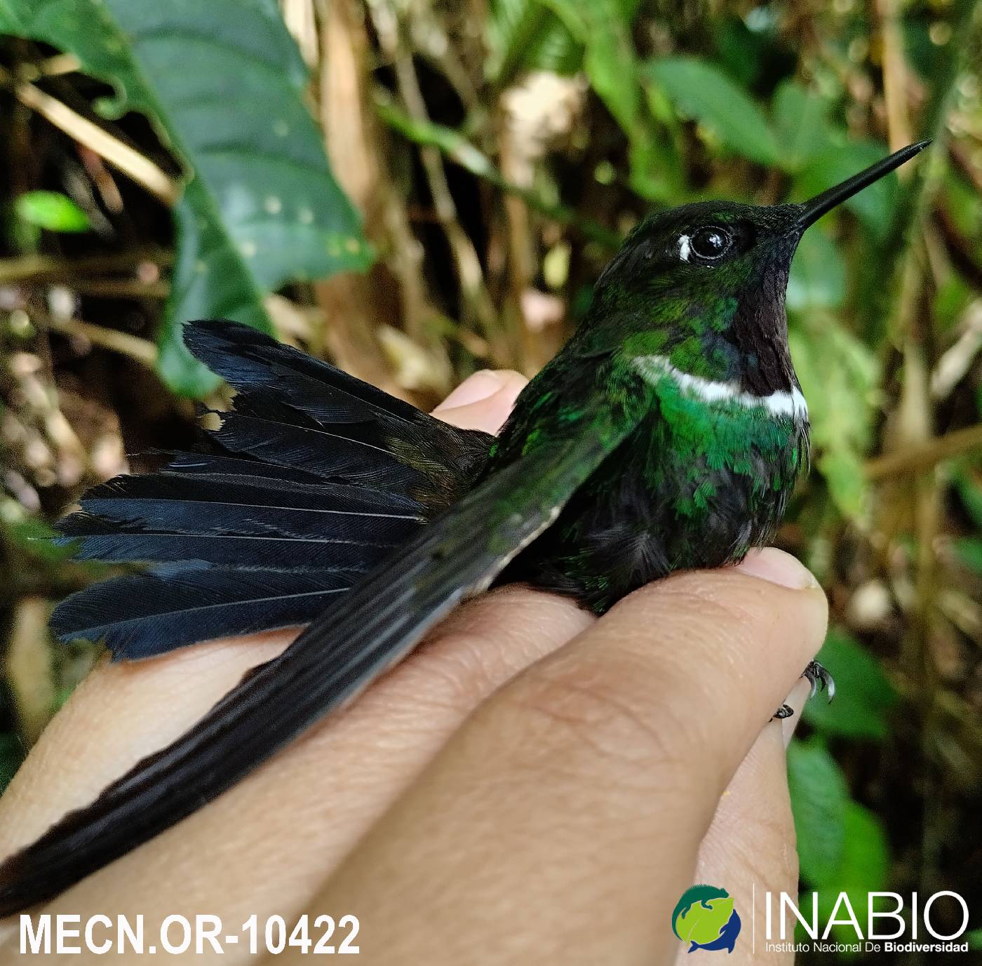 Heliangelus strophianus image