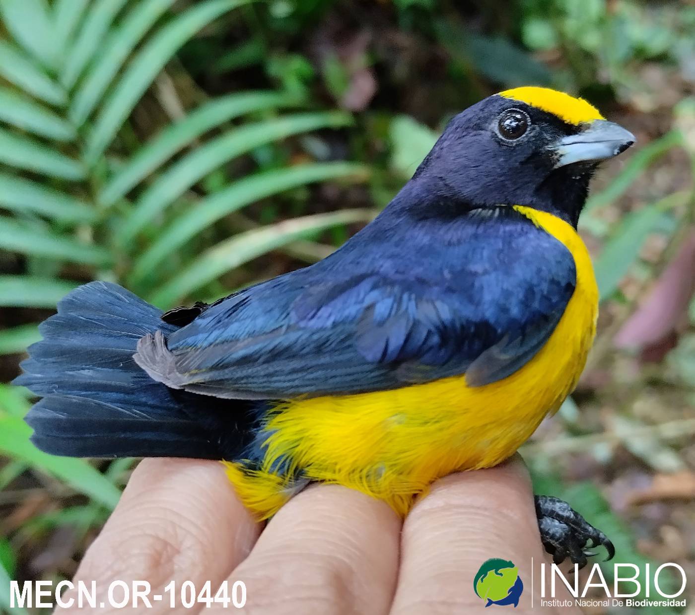 Euphonia xanthogaster image