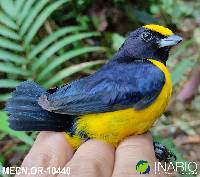 Euphonia xanthogaster image