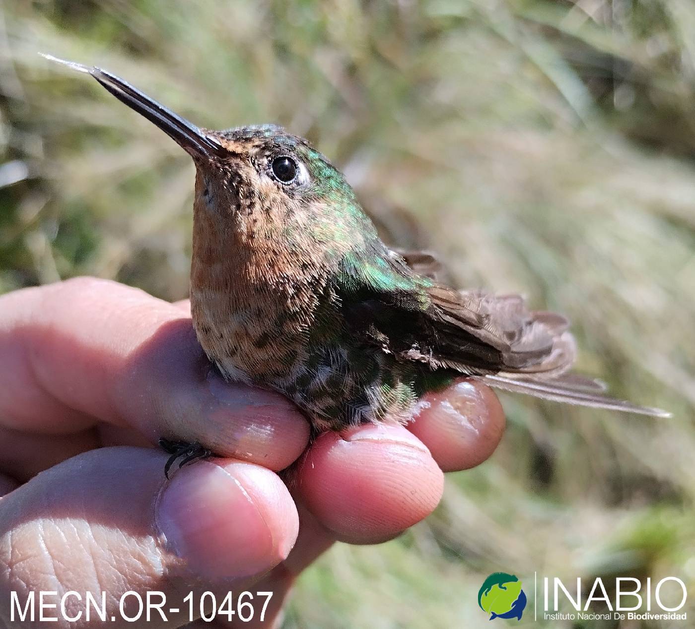 Trochilidae image