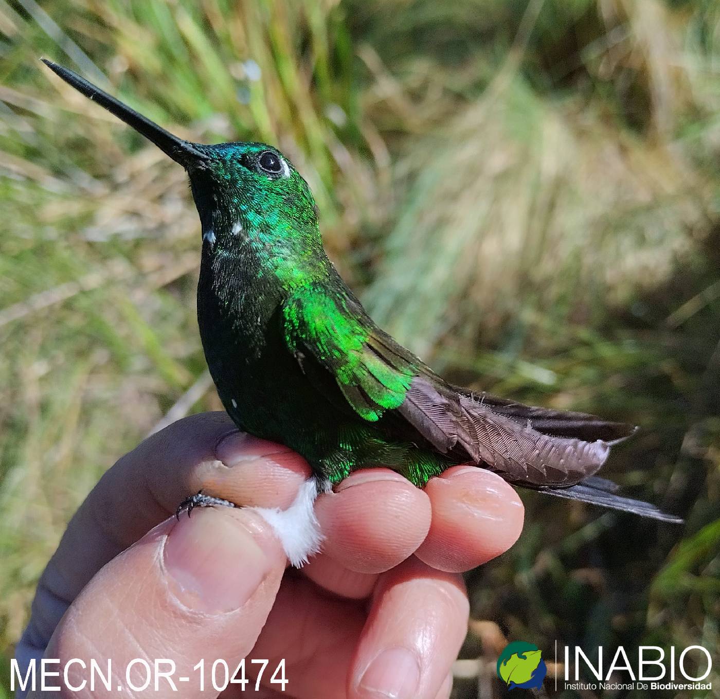 Eriocnemis luciani image